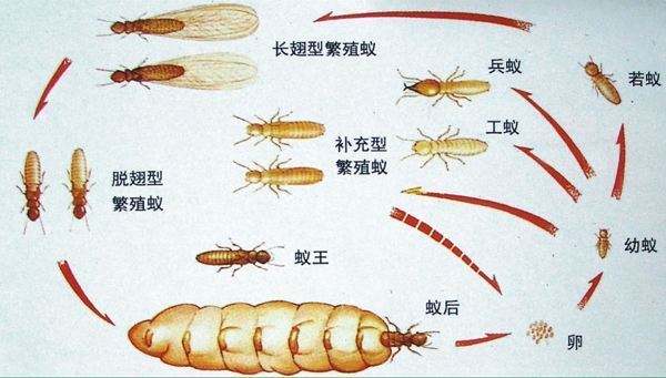 白蟻的（de）生活（huó）習性和繁殖速度